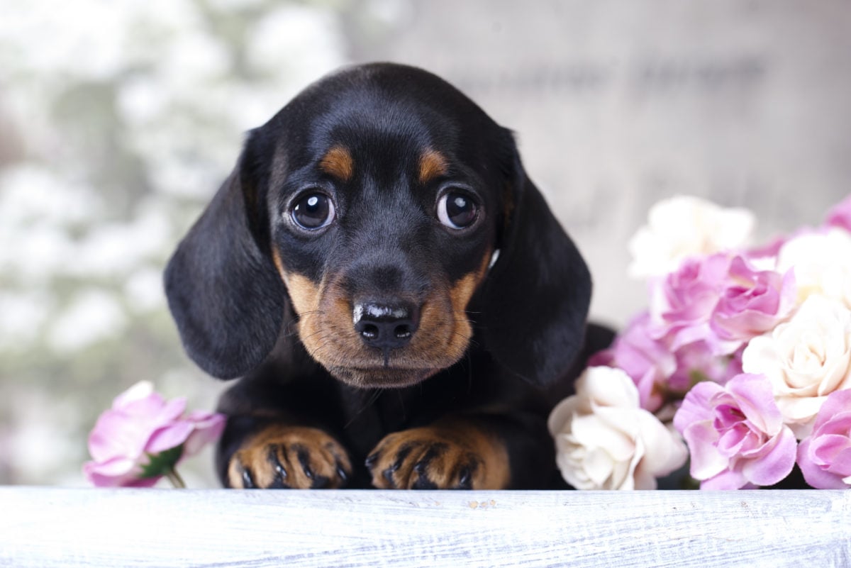 dachshund